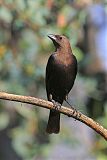 Brown-headed Cowbird